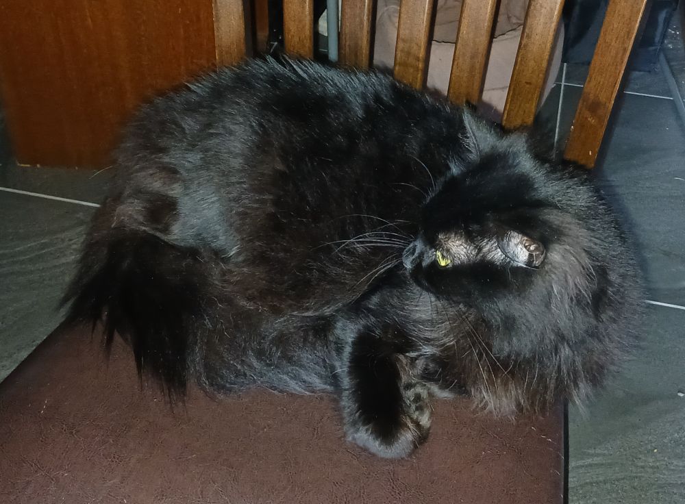 Furry cat on a chair. He is a dick.