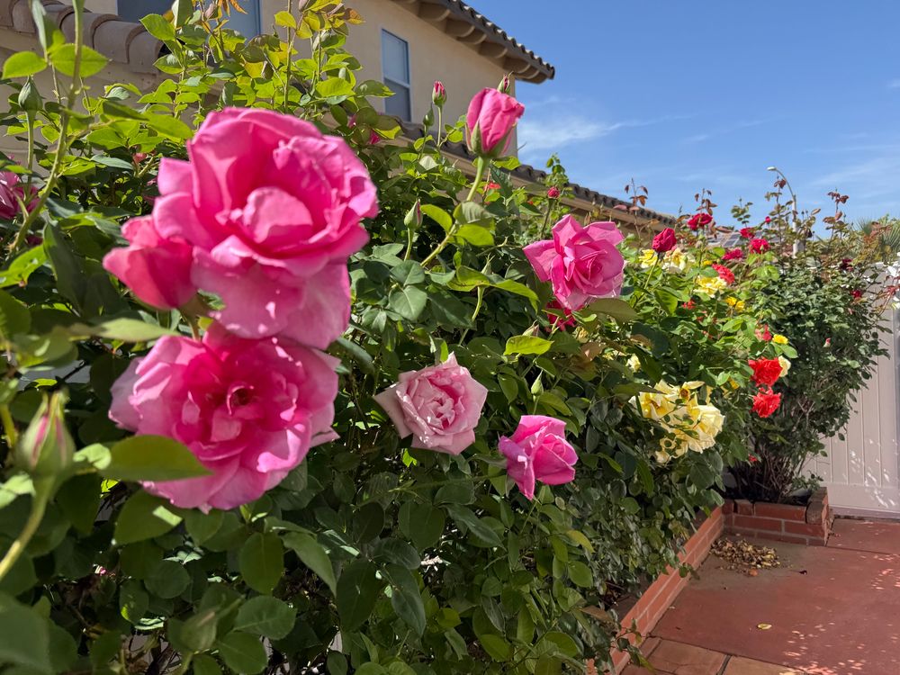 Pink, yellow, and orange roses