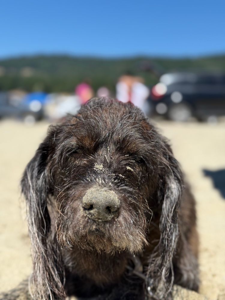 Cooper (a brown/brindle basset mix) on the beach with sand on his snoot looking very content in the sun.