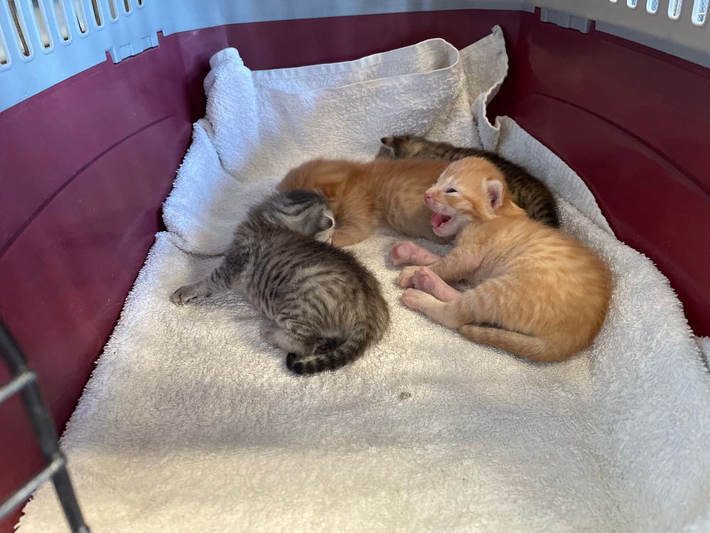 kittens- 2 tabby and 2 ginger. approx 10 day old. 