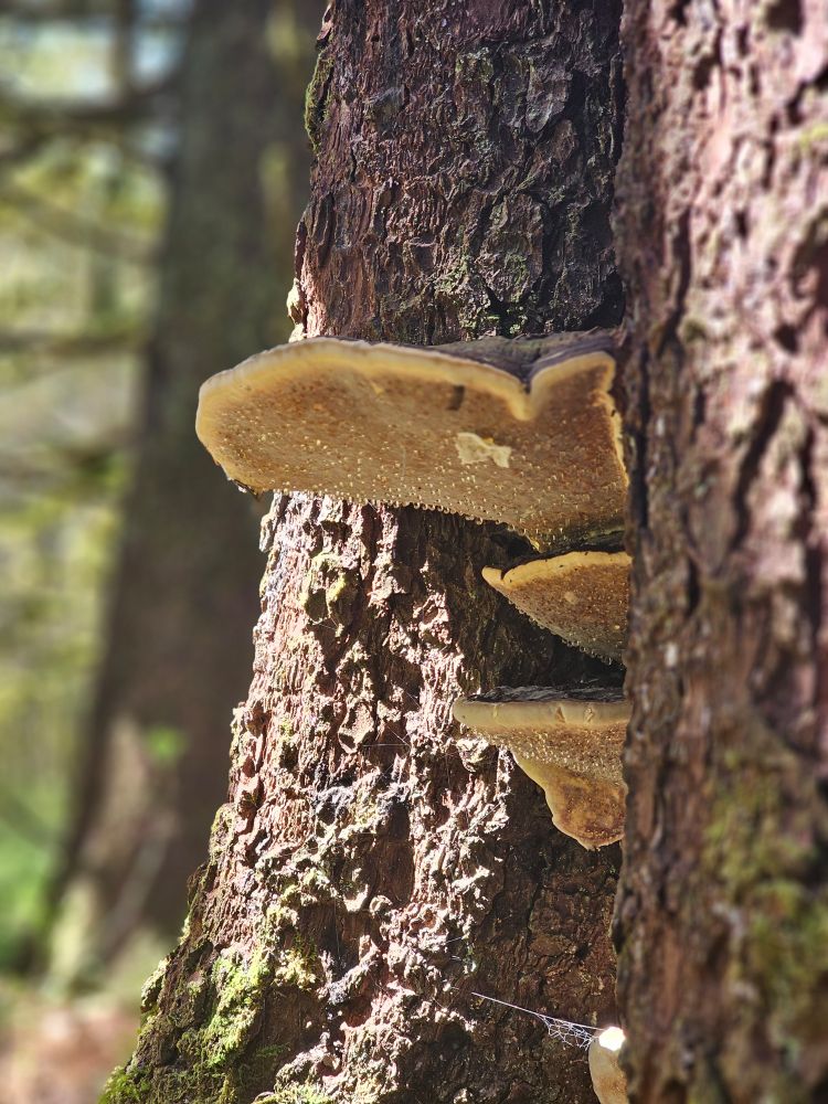 Mushroom growing on the side of a tree and leaking sap from the underside. 