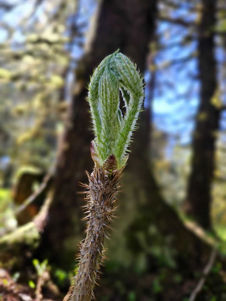 Devil's Club, a spiky snake-like plant that hurts like hell to fall on but blooms these gorgeous leaves. 