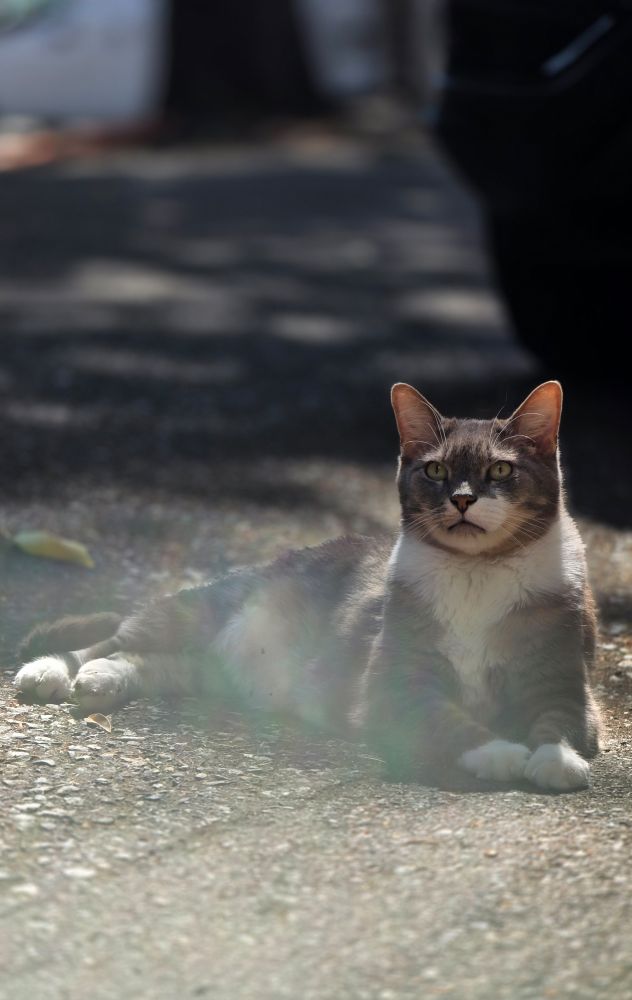 A gray cat laying on pavement looking regal with a white tuxedo pattern on his chest and paws