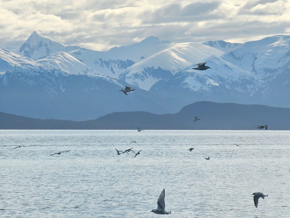 Pillowy mountains towering over sea with seagulls flying through out the shot. 