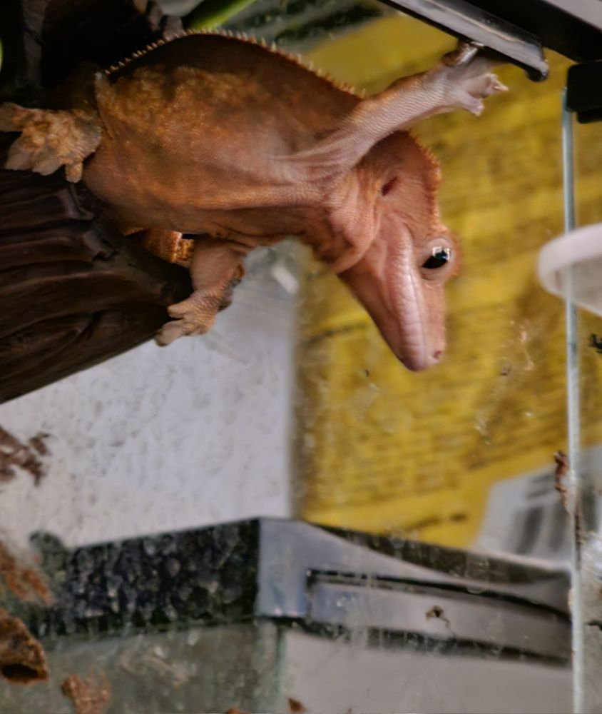 A funny crested gecko stretching it's limbs across the cage as i open the door. 