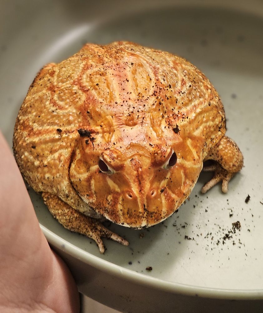 A strawberry pacman frog who is puffed in a bowl