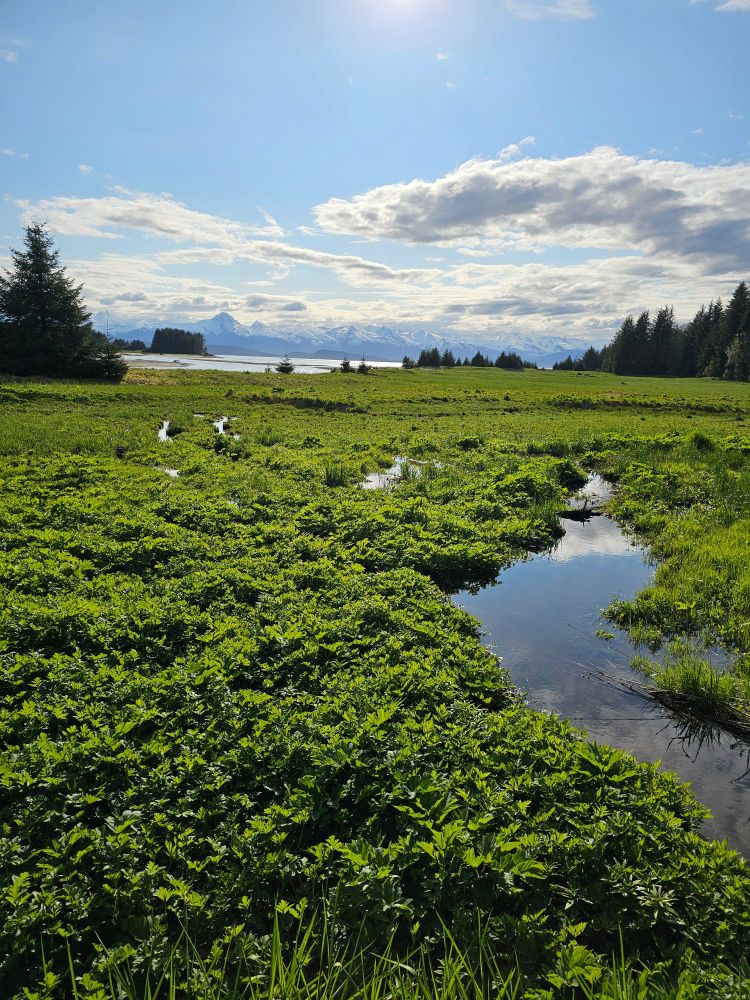 Alaskan marshland near Eagle Beach, AK, green foliage surrounding a stream leading to an open view of the beach and mountains.