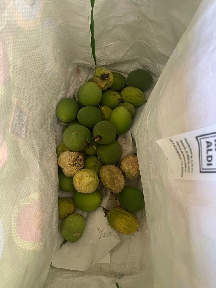 a bag of maypops at various stages of ripeness.