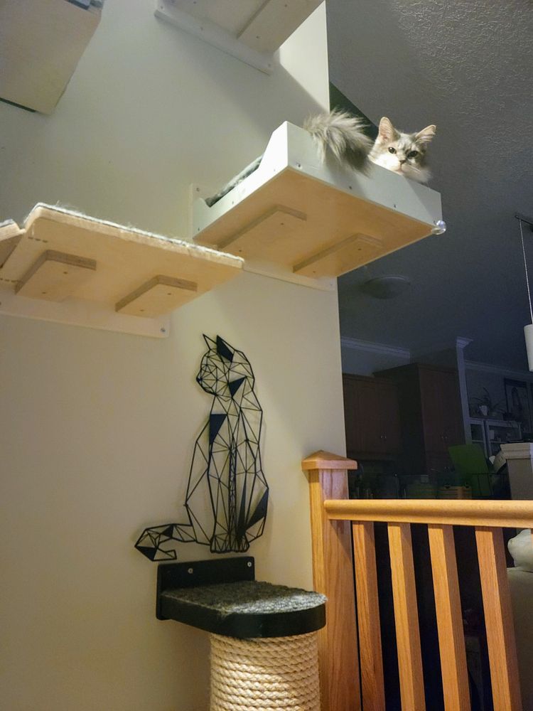 Cat sleeping on a wall mounted cat shelf. Surrounded by other cat shelves of different kinds. 