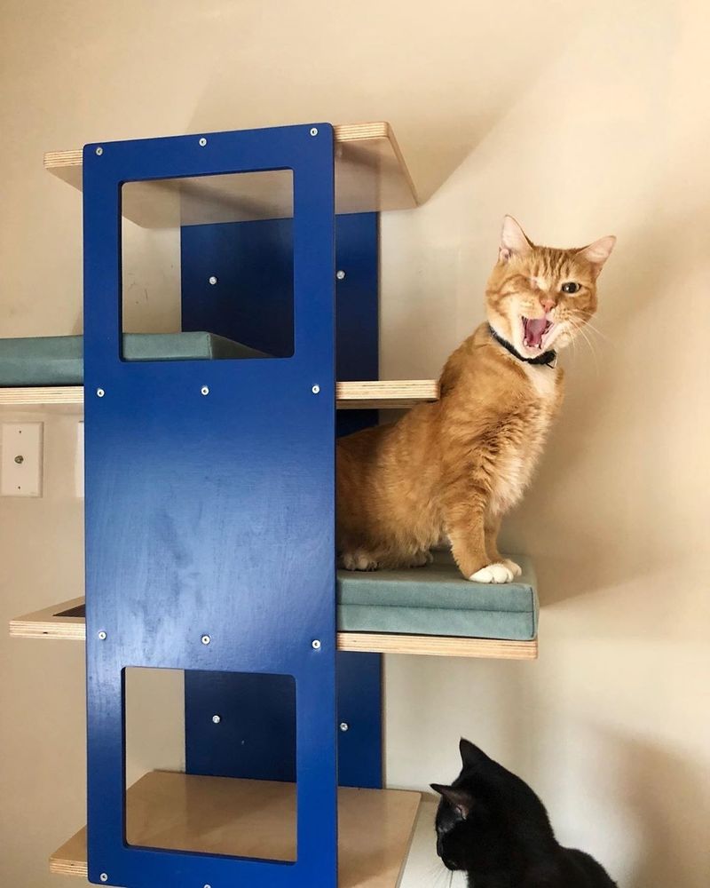 An orange tabby with white socks yawning and stretching on a cushion that's part of a multilevel cat wall shelf named Wally Stacker. The cat shelf has royal blue accents, natural birch bases, and mint cushions.