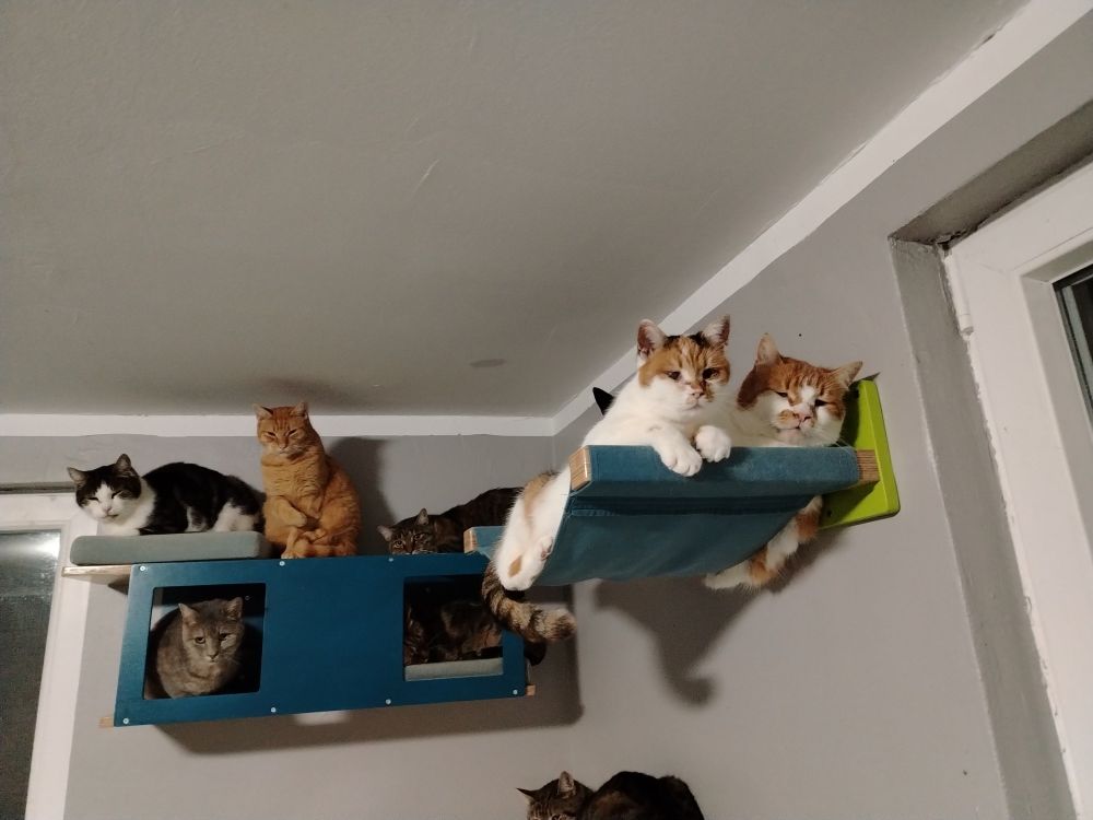 Cats squeezed together on their wall mounted shelves