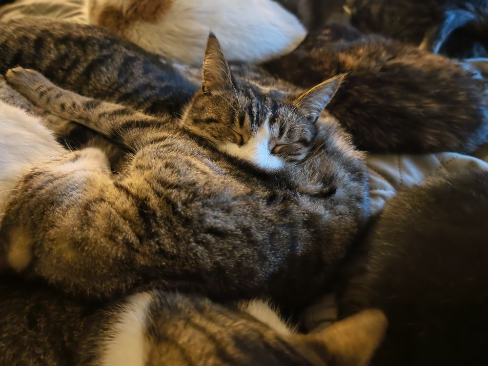 Cute cats