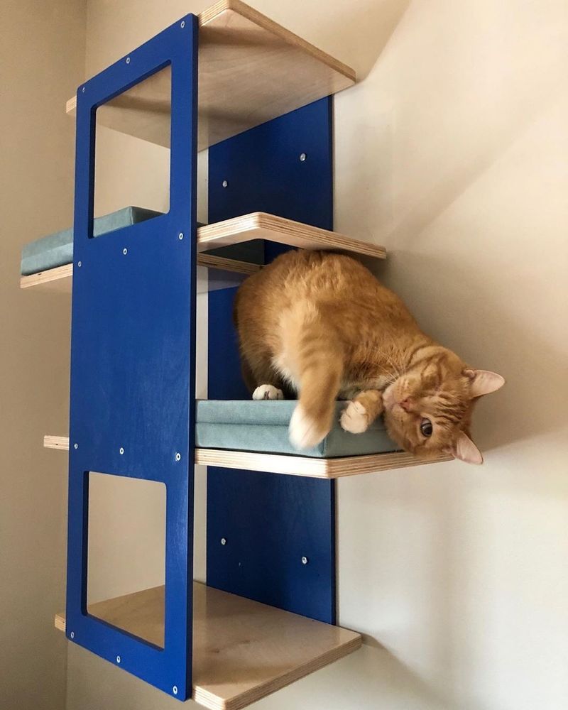 An orange cat without an eye being goofy on a multilevel cat shelf