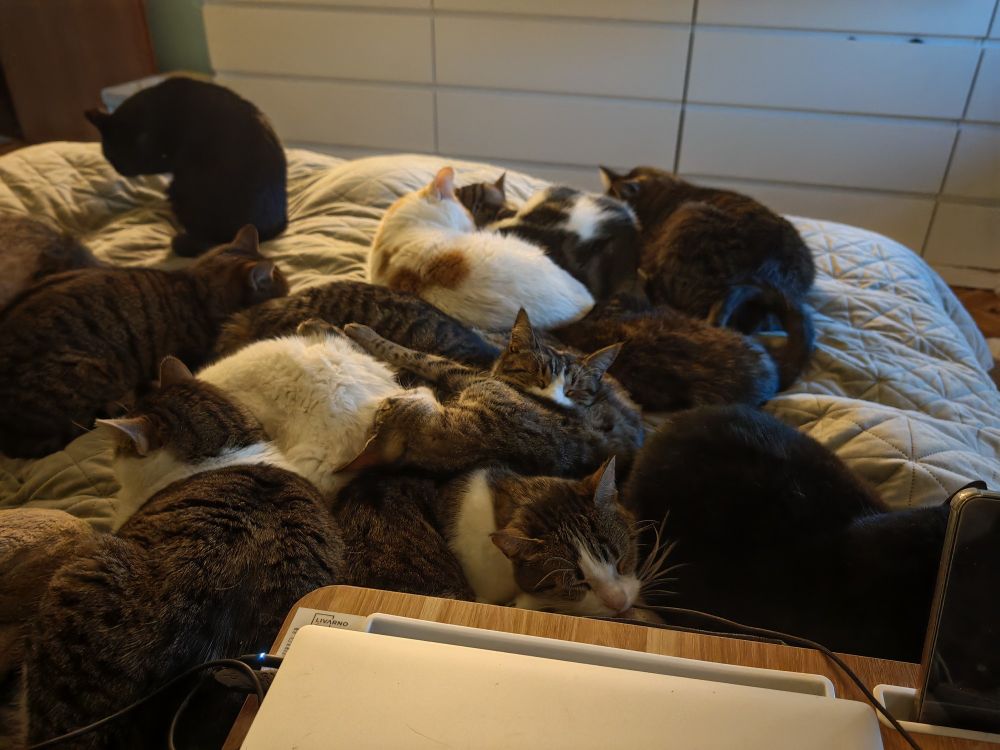 Cats snuggled up together