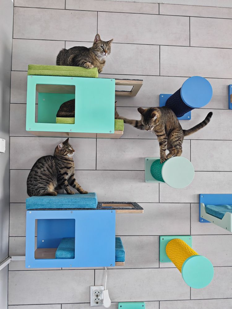 2 tabby cats are lying on green cushions on their wall-mounted cat tunnel shelf with mint accent color, and a base in birch. Underneath is the same cat shelf but with blue cushions, heaven blue accent wood and the base in natural birch. Beside them are 3 round cat pole shelves in different colors, wrapped in colorful rope. 
