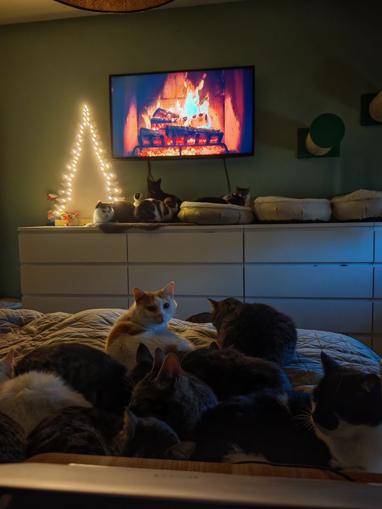 Laying in bed with with a clowder of cats. 