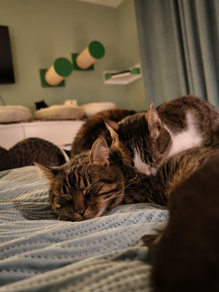 Two cats sleeping. One sunk its head into another