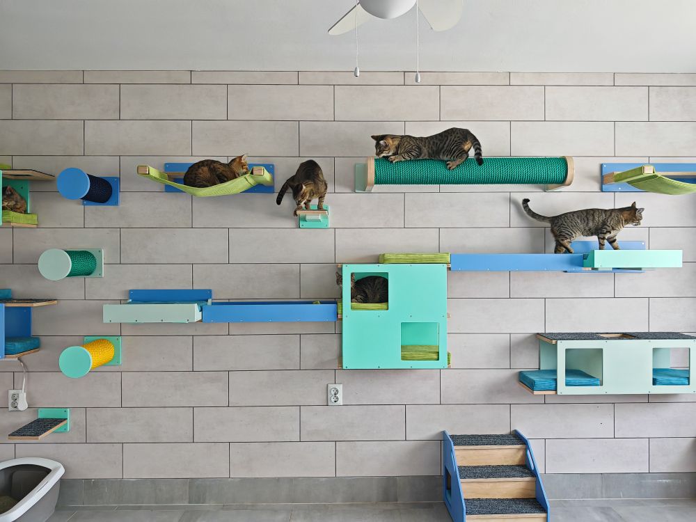 5 tabby cats playing on wall mounted cat furniture. There is a horizontal scratching pole on top, with a cat scratching on it. It has vibrant green rope. Some of the cat shelves are connected with carpeted ramps with high sides. 