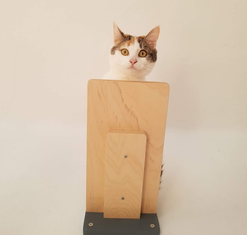 A cat looking down from a wall mounted cat step 