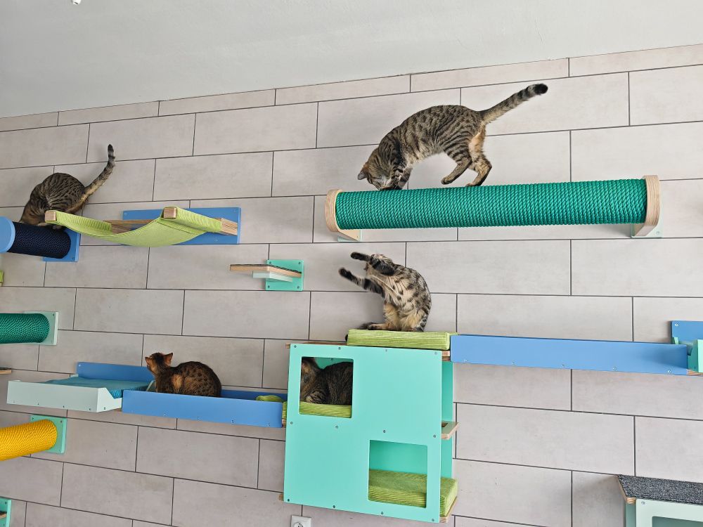 5 tabby cats playing in a kitten room. The wall is tiled with light grey tiles and there are cat shelves mounted on them. The shelves are colorful. A combination of warm and vibrant heaven blue, mint and granite, with pillows that match and with 3 colors of rope on different scratching elements, green, blue and yellow. 