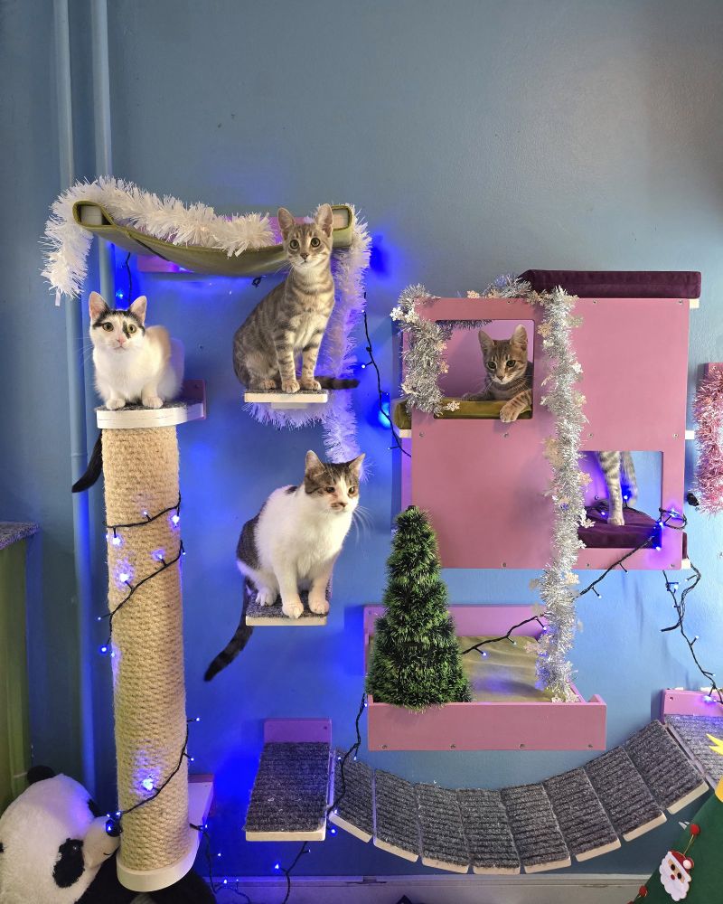 4 cats on cat shelves all decorated for Christmas 