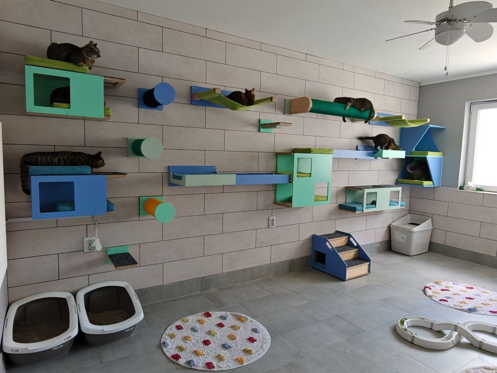 Colorful room for kittens and young cats at our local shelter. There are multiple wall mounted cat shelves of different kinds with cats on top of some. The shelves are a combination of warm heaven blue, mint and granite that has some blue and green in it so it goes well with both, with base wood in natural birch color. 