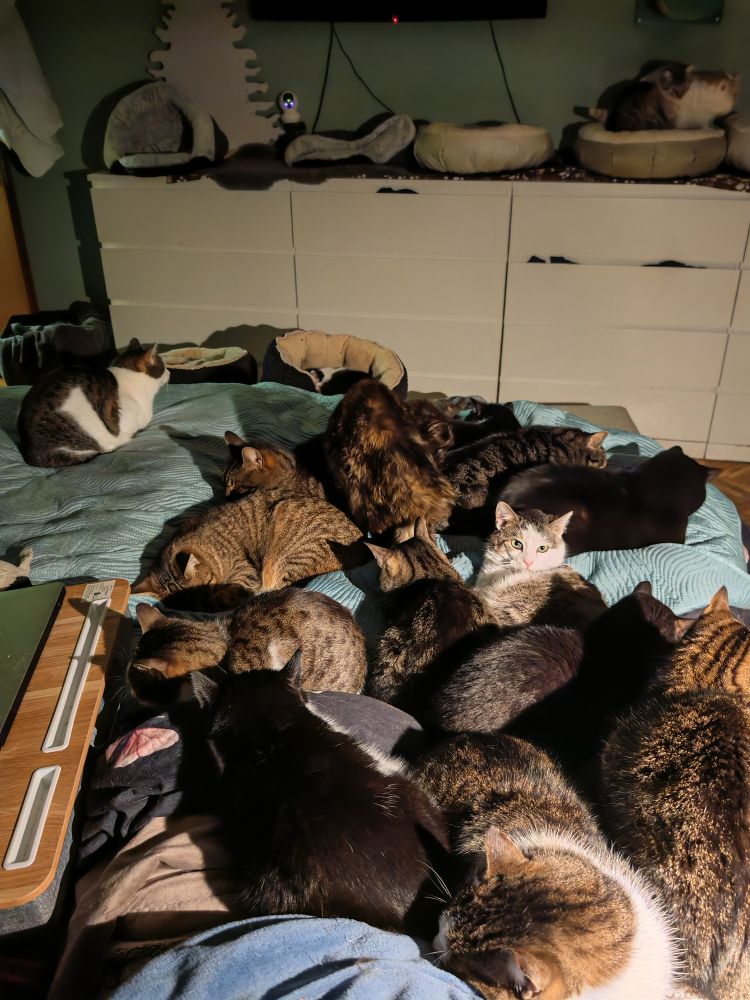 Cats are ready to sleep