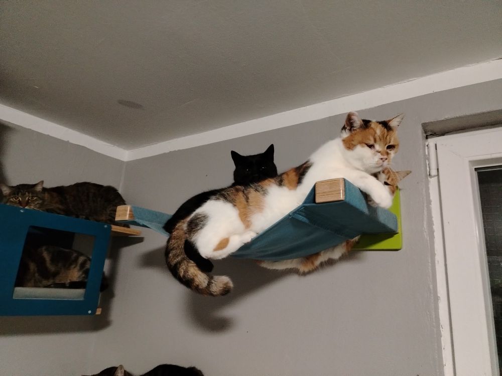 2 cats laying on one wall mounted cat cot