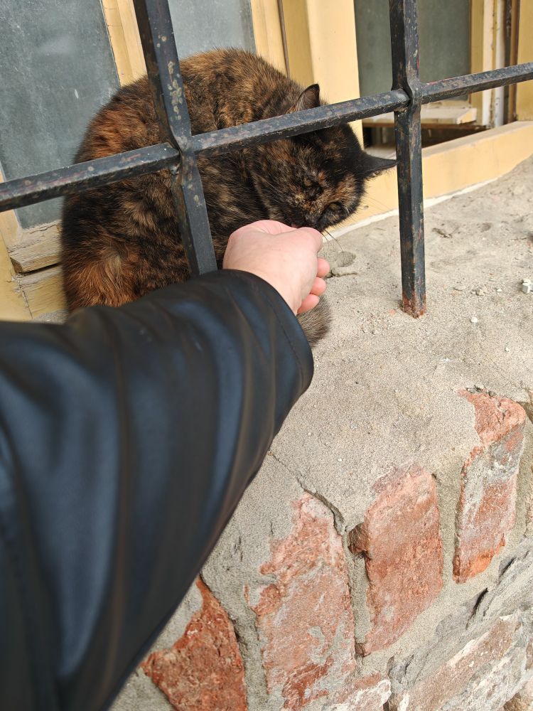 Curious torti cat