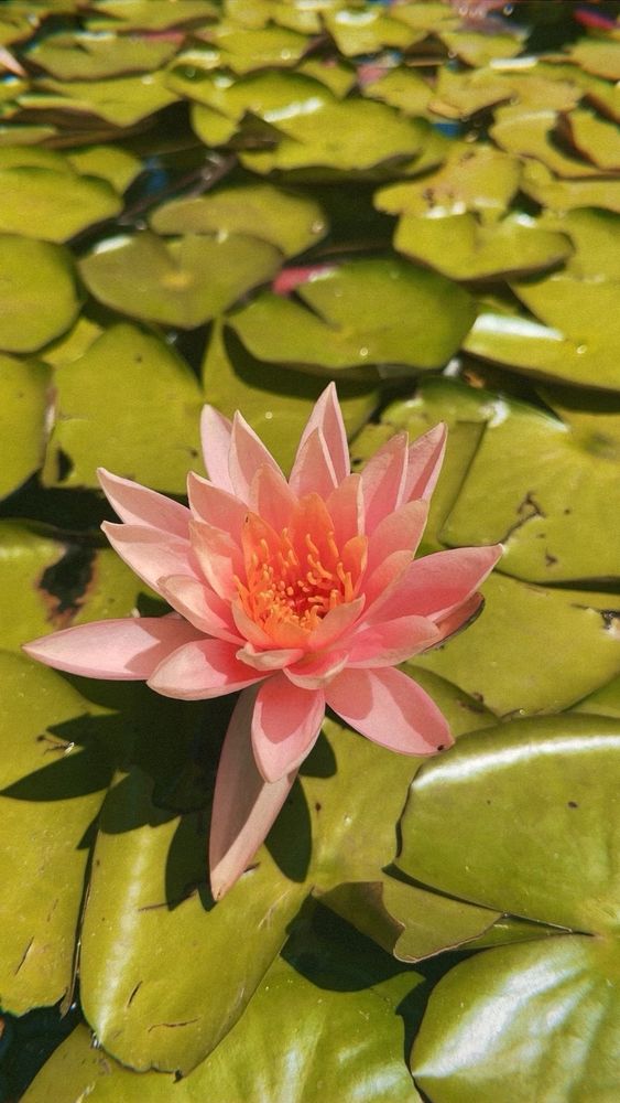 pink lotus flower on green lily pads 