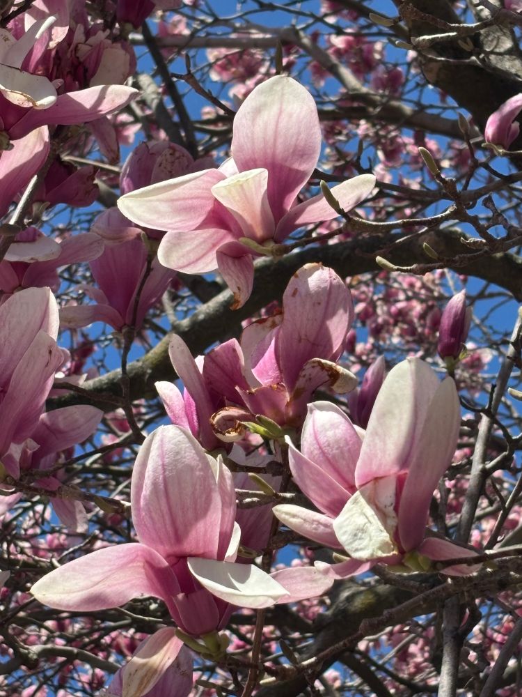 Magnolia tree blossoms.