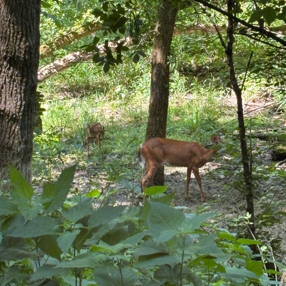 Fawn and doe in the woods.