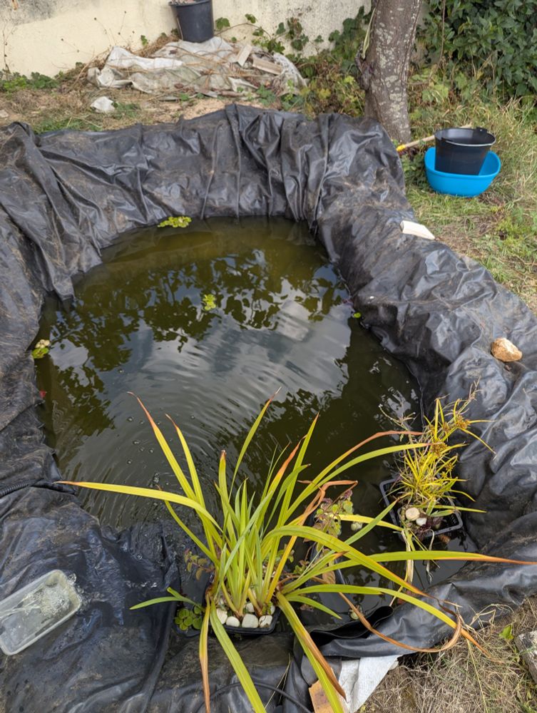Petit bassin de deux mètres de long avec des plantes sur un palier au bord, les pides dans l'eau 