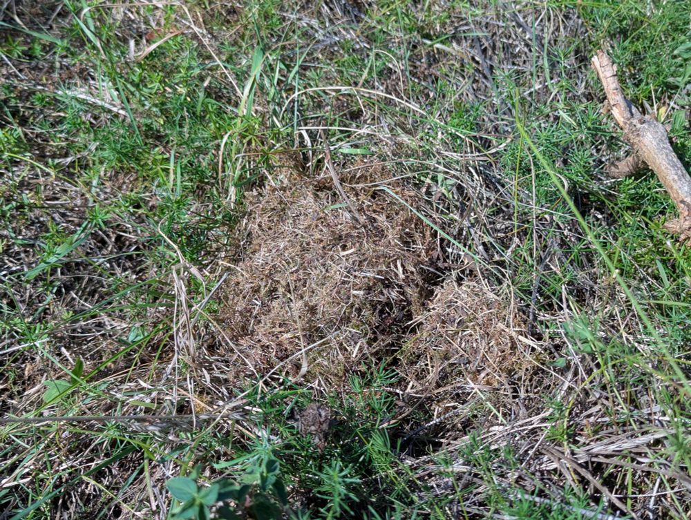 Une petite motte d'herbe coupée vaguement circulaire et en relief, par terre au milieu d'herbe un peu plus fraîche 