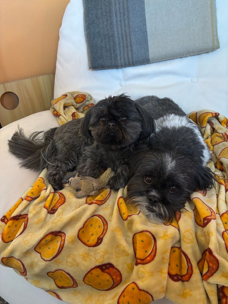 Two cute shih tzus, Ami on left and Henry on right, laying on a chair and staring up at the camera with big eyes. Ami has a small stuffed animal toy in front of her. 