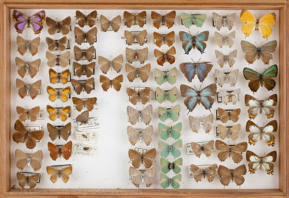 A box containing columns of pinned, spread hairstreak butterflies in a range of colors including brown, yellow, green, and purple.