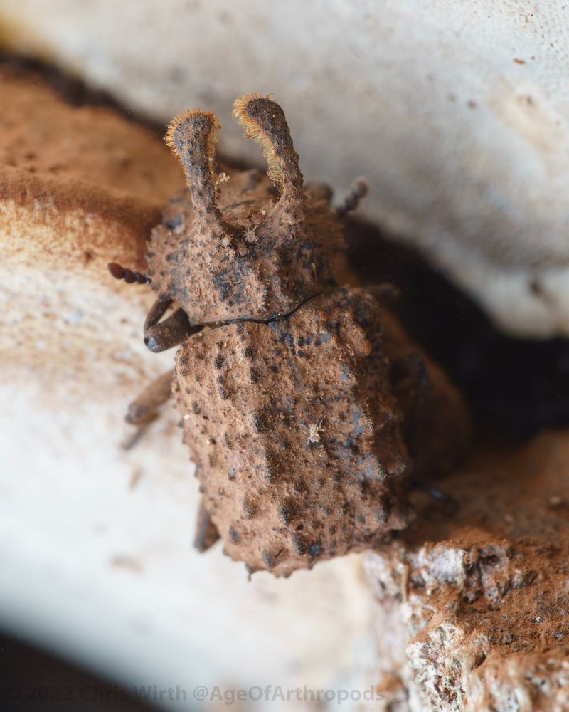 A bumpy brown beetle with two rounded pronotal horns sits on a white and brown shelf fungus.