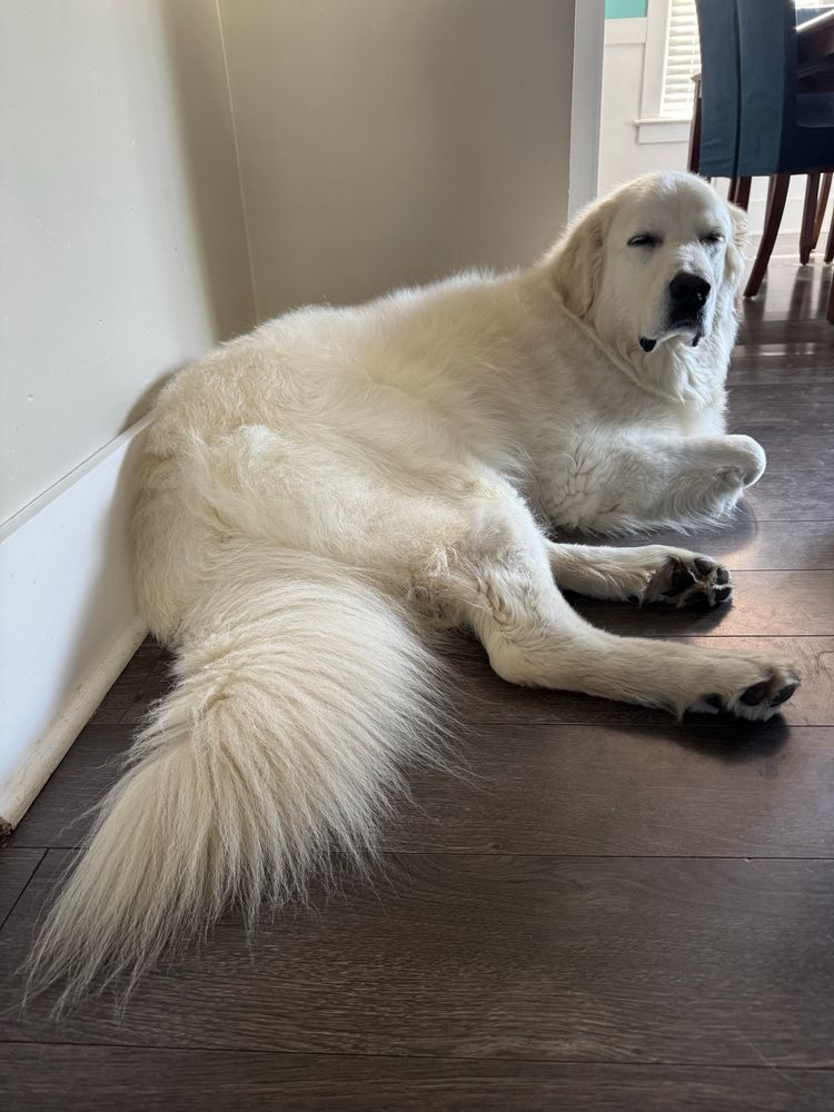 mac looking particularly snoozy 