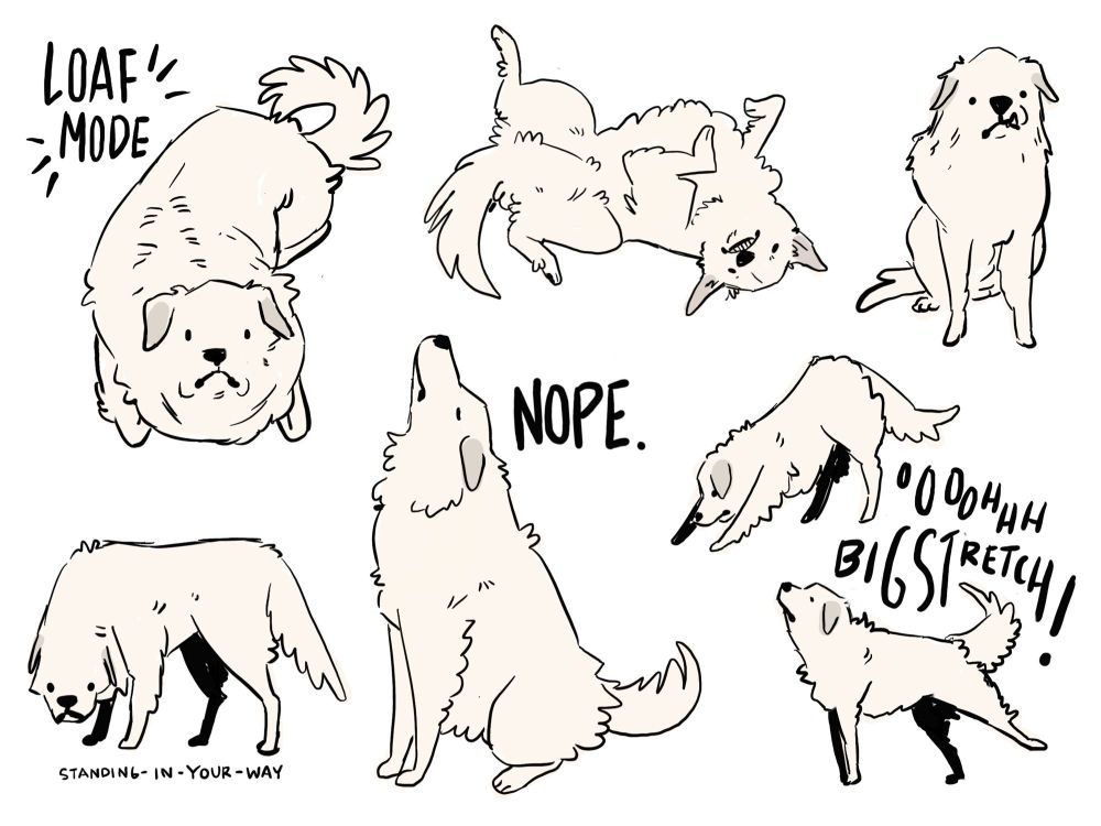several sketchy drawings of a great pyrenees dog