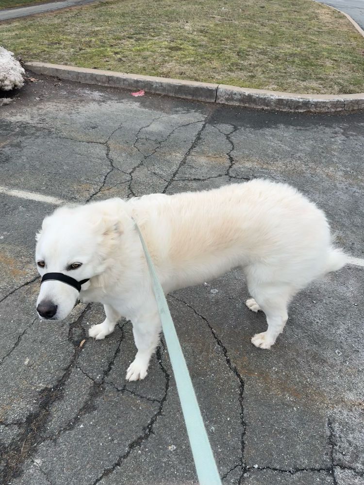 mac standing in the wind looking not very happy about it