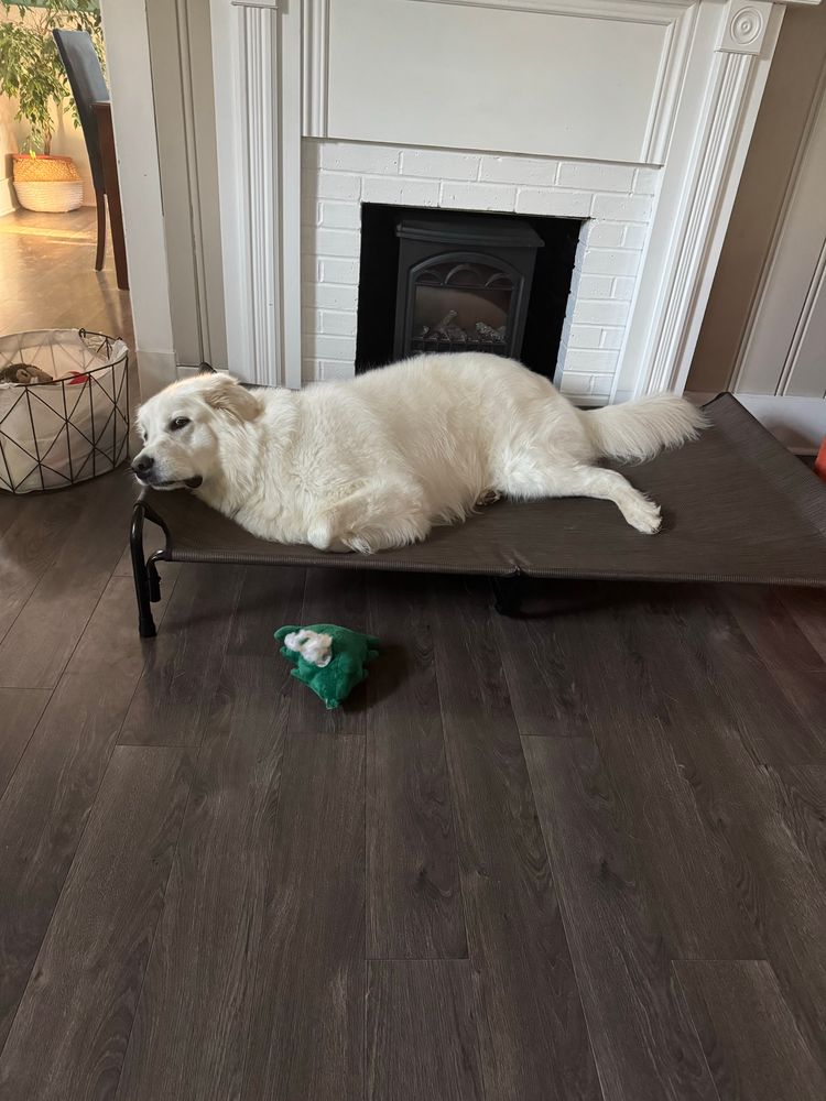 mac laying on his bed while an injured toy lies on the floor before him 