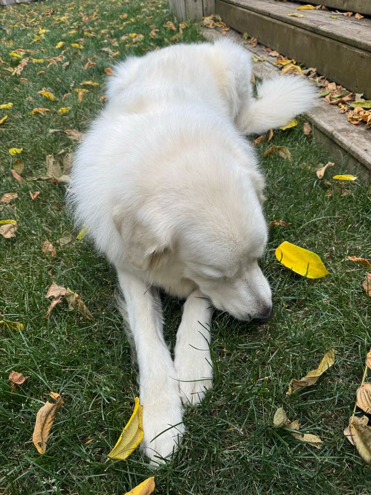 mac the great pyrenees laying in the grass 