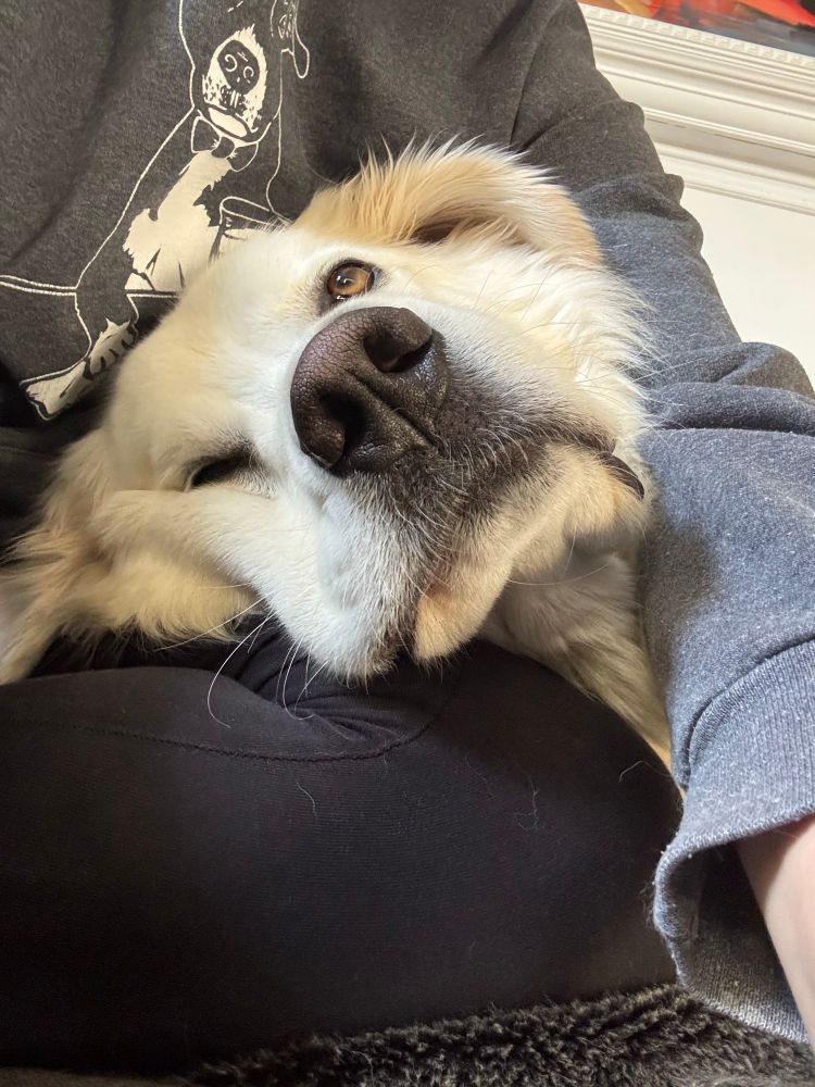 mac the great pyrenees cuddled into my lap, giant head all smooshed 