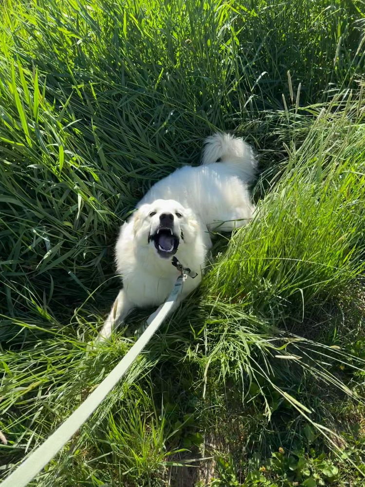 mac the great pyrenees seizing the day by rolling in grass and yelling
