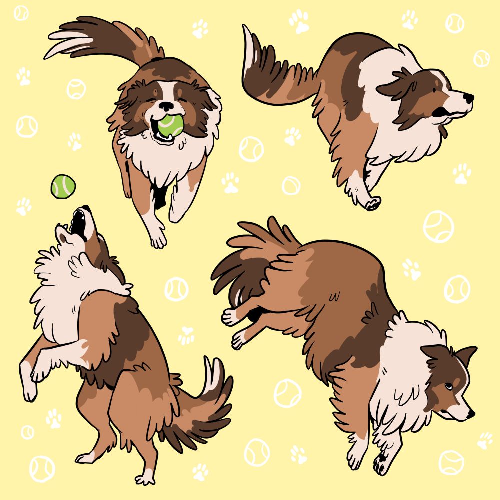 four drawings of a collie mix