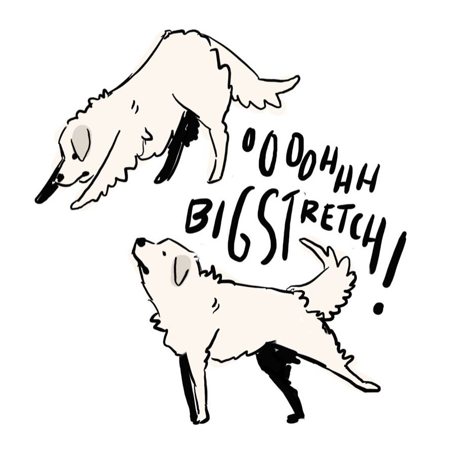comic from the pyr review. two sketches of a fluffy white dog stretching his front, then back legs. there is text that says "ohhhh big stretch!"