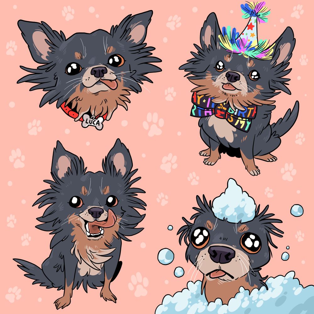four drawings of a long haired chihuahua