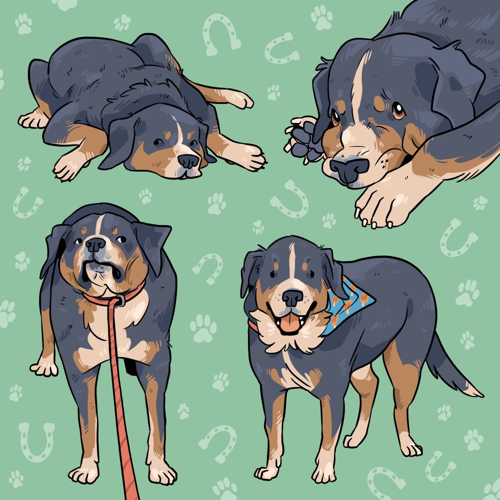 four drawings of a tri coloured dog