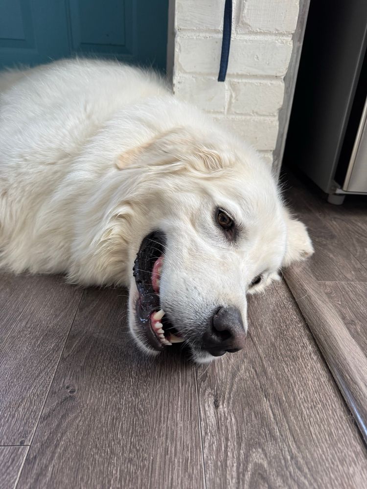 mac laying on the floor panting while it looks like he’s smiling 