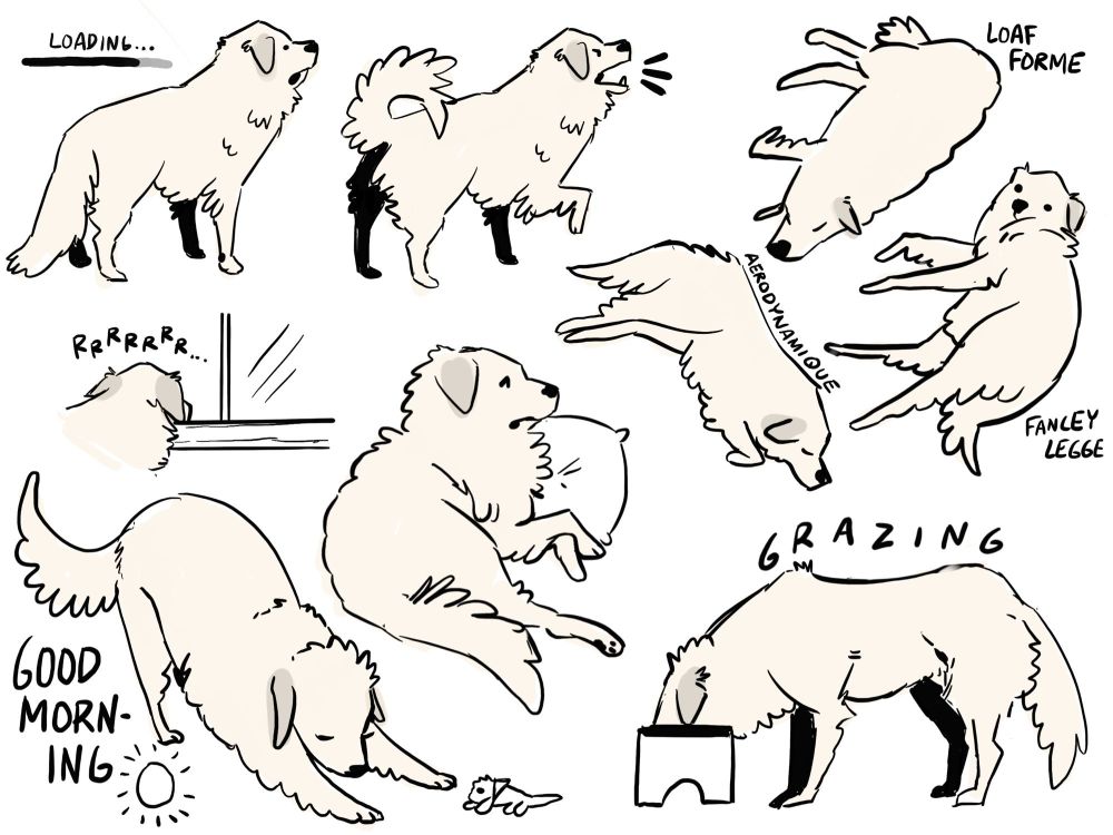 several loose and sketchy drawings of great pyrenees dogs